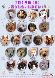 ALMA ティアハイム 1月19日 参加犬猫一覧.jpg