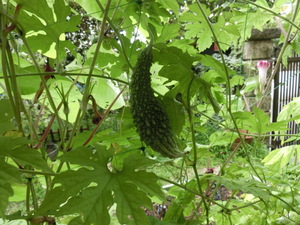 CIMG0047.JPG