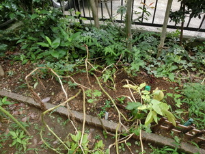 CIMG0051.JPG