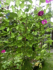 CIMG0054.JPG