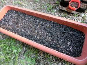 CIMG5848.JPG