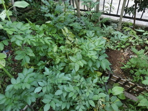 CIMG7035.JPG