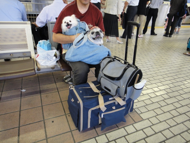 ワンコ3匹連れ 新幹線で尾道へ帰省 そしてお好み焼き いつでもどこでも着物生活2