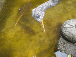 DSC06083.JPG