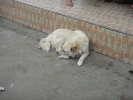 DSC06088.JPG